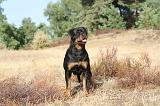 ROTTWEILER 014